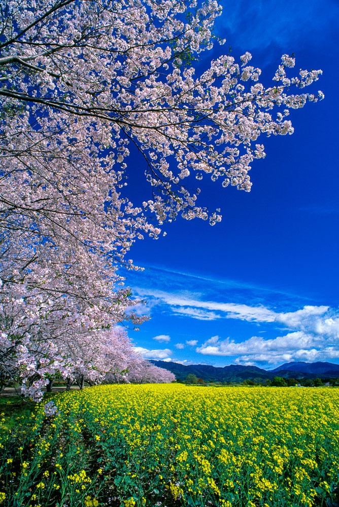 4月　新田原古墳群